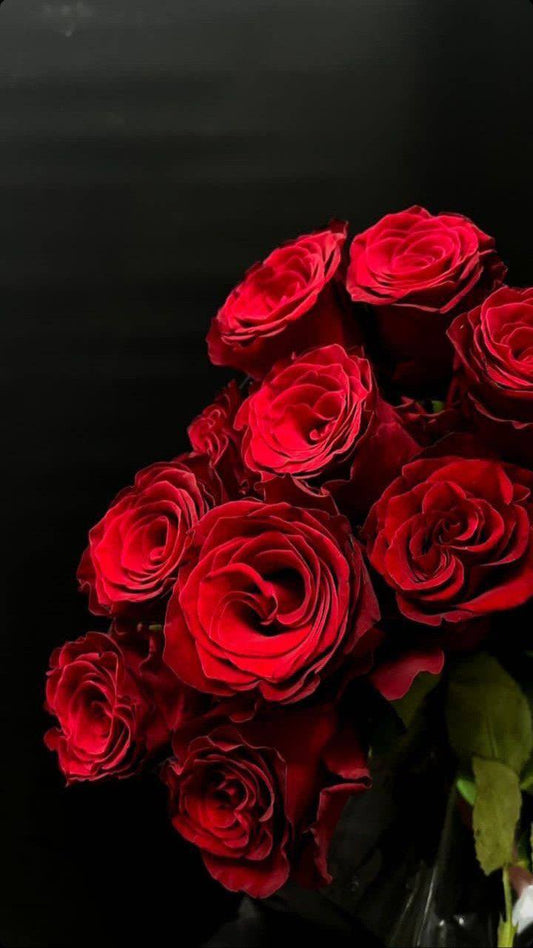 Premium Red Roses